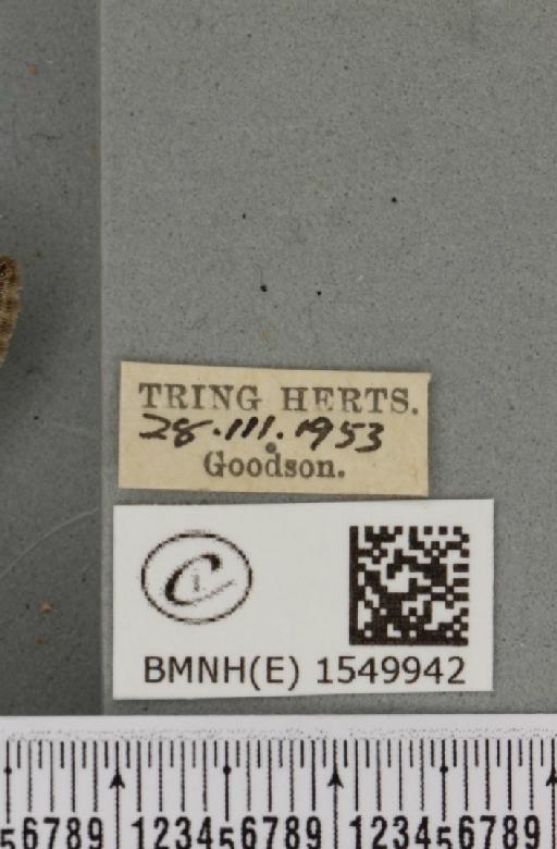 Achlya flavicornis galbanus Tutt, 1891 - BMNHE_1549942_label_239663