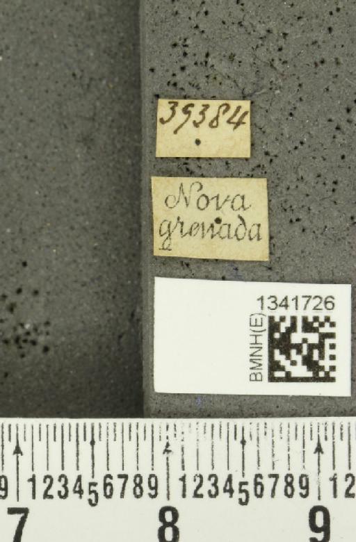 Gynandrobrotica xanthoptera (Baly, 1886) - BMNHE_1341726_label_23469