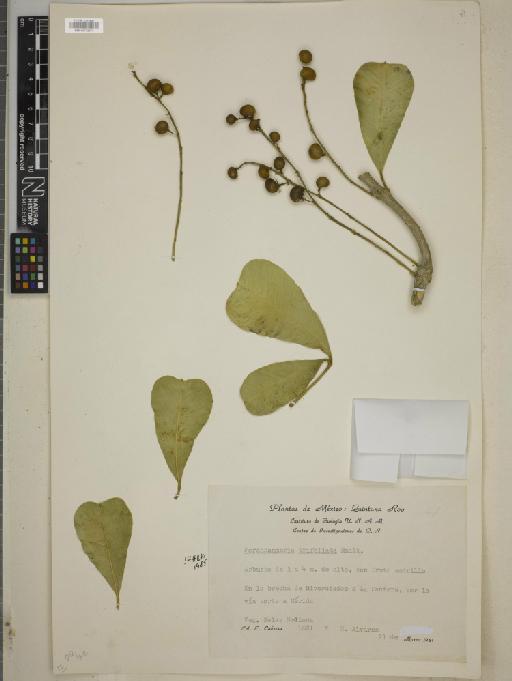 Forchhammeria trifoliata Radlk. - BM010772373