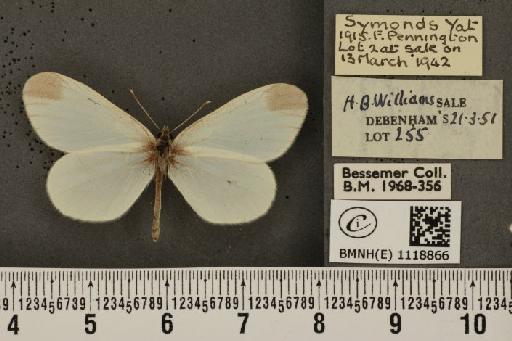 Leptidea sinapis sinapis ab. ganarew Frohawk, 1914 - BMNHE_1118866_73806