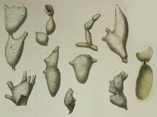 Aschemonella catenata (Norman, 1876) - ZF1106 _27_9_Aschemonella_scabra.jpg