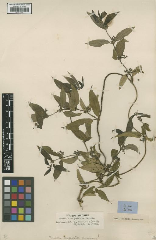 Manettia congestoides Wernham - BM001191280