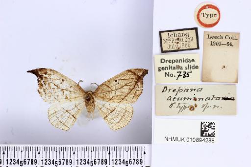 Drepana acuminata Leech, 1890 - NHMUK010894288_D_acuminata_T_dorsal_and_labels