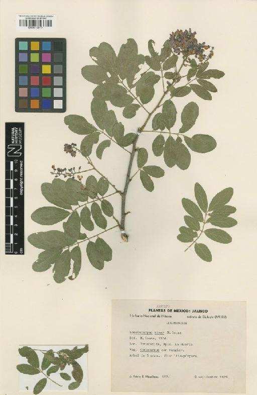 Lonchocarpus minor M.Sousa - BM001125171