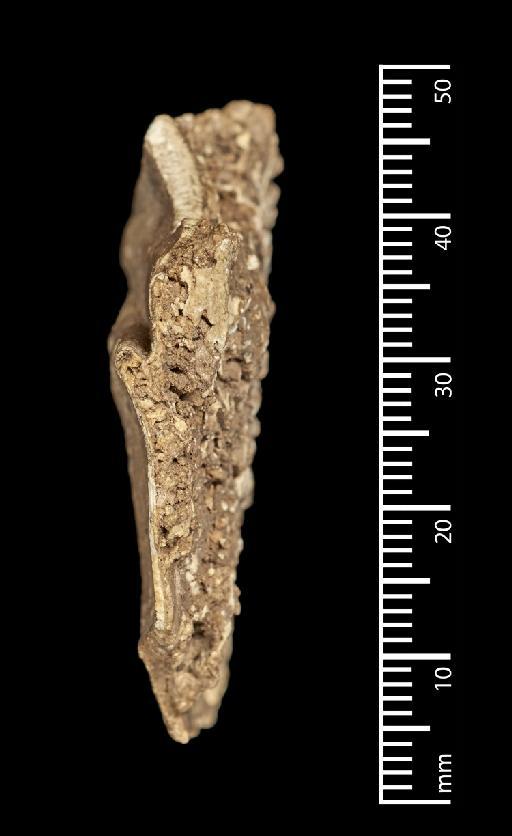 Toxodon platensis Owen, 1837 - NHMUK PV M 102046b_5