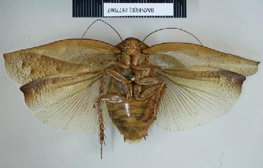 Epilampra praecipua Walker, 1868 - Epilampra praecipua Walker, F, 1868, female, lectotype, ventral. Photographer: Aging Wang. BMNH(E)#877067