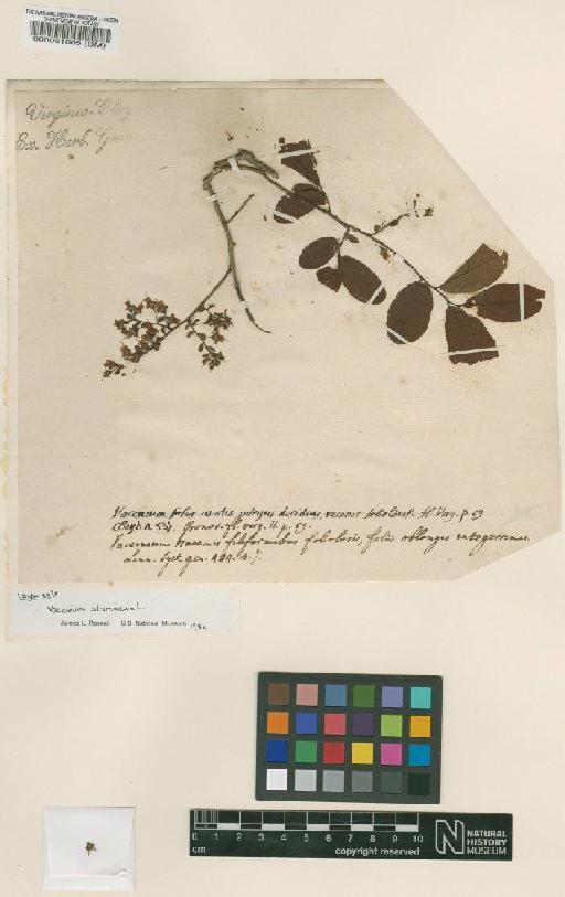 Vaccinium frondosum L. - BM000051605