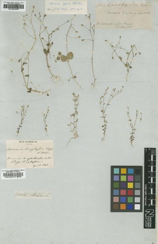 Arenaria pamphylica Boiss. & Heldr. - BM000946370