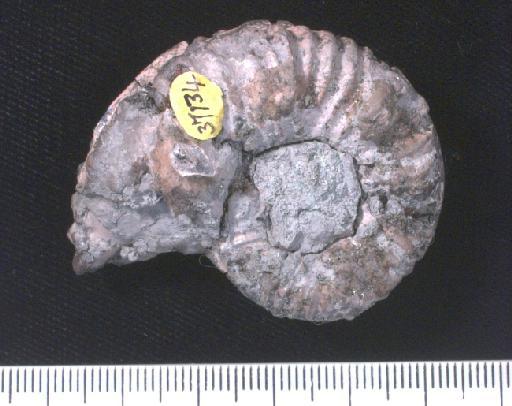 Diploceras (Dipoceras) cristatum (Brongniart) - PI OR 37134 Diploceras cristatum