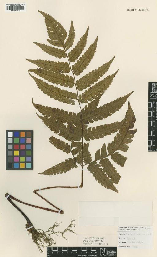 Pteris luderwaldtii Rosenst. - BM000936753