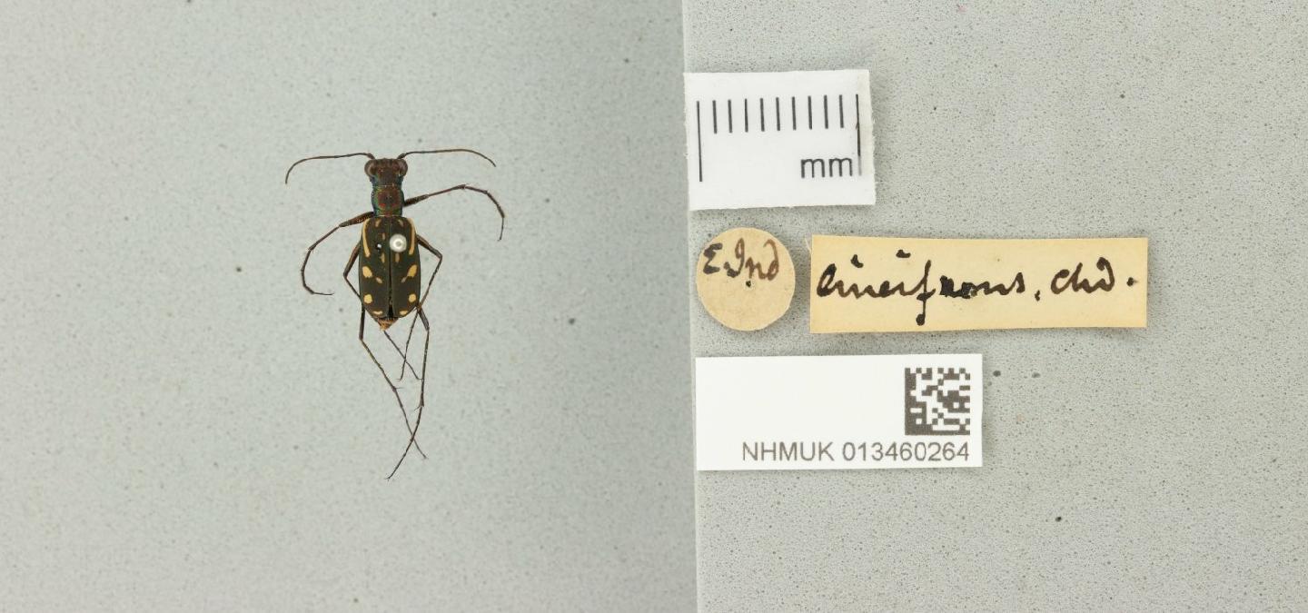 Lophyra striolata thumbnail