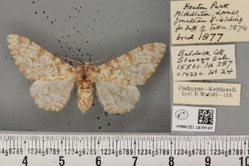 Biston betularia ab. lomasaria Cottam, 1923 - BMNHE_1839197_413049