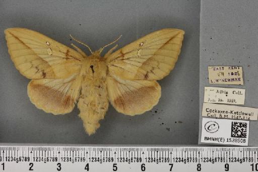 Euthrix potatoria ab. berolinensis Heyne, 1899 - BMNHE_1528508_197029