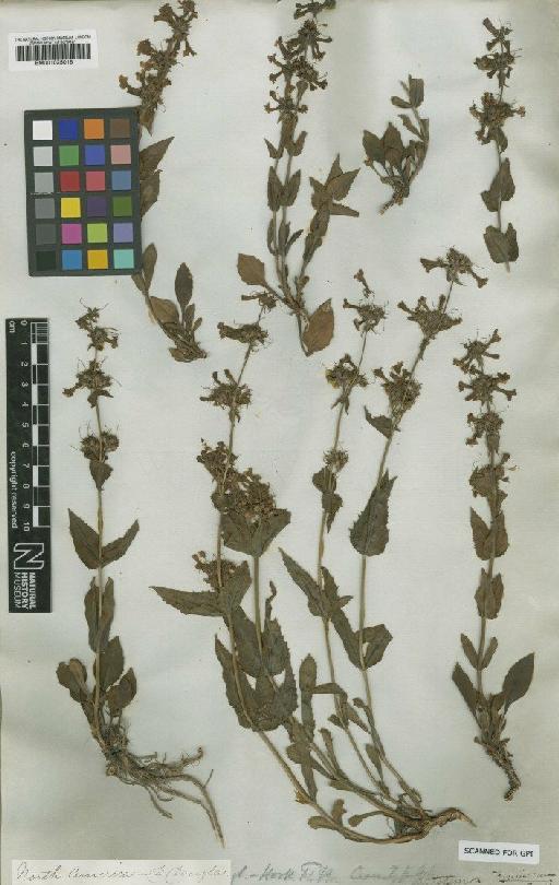 Penstemon pruinosus Douglas ex Lindl. - BM001025018