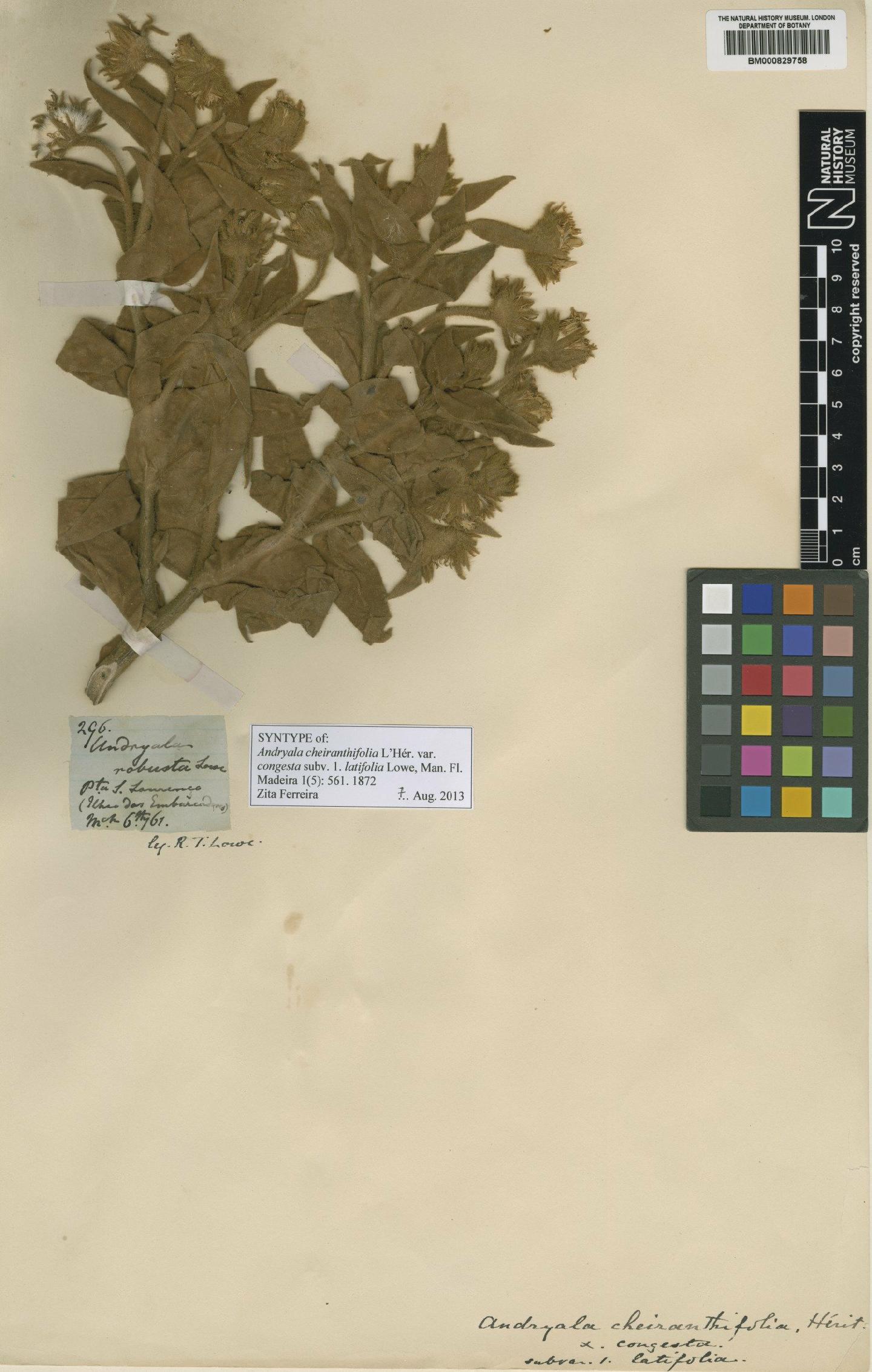 To NHMUK collection (Andryala glandulosa Lam.; Syntype; NHMUK:ecatalogue:4600953)