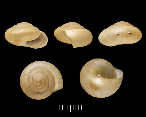 Bensonia convexa (Reeve) - 1903.7.1.424, Bensonia convexa (Reeve)