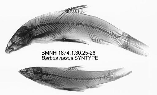 Barbus nasus Günther, 1874 - BMNH 1874.1.30.25-26 - Barbus nasus SYNTYPES Radiograph a