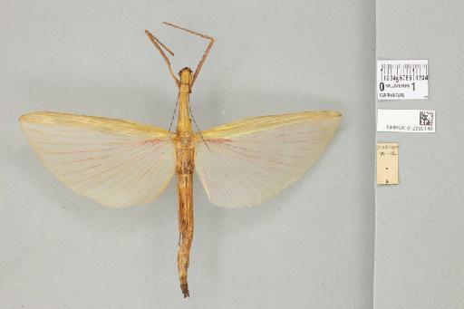 Marmessoidea rosea (Fabricius, 1793) - 012500149_73696_93919