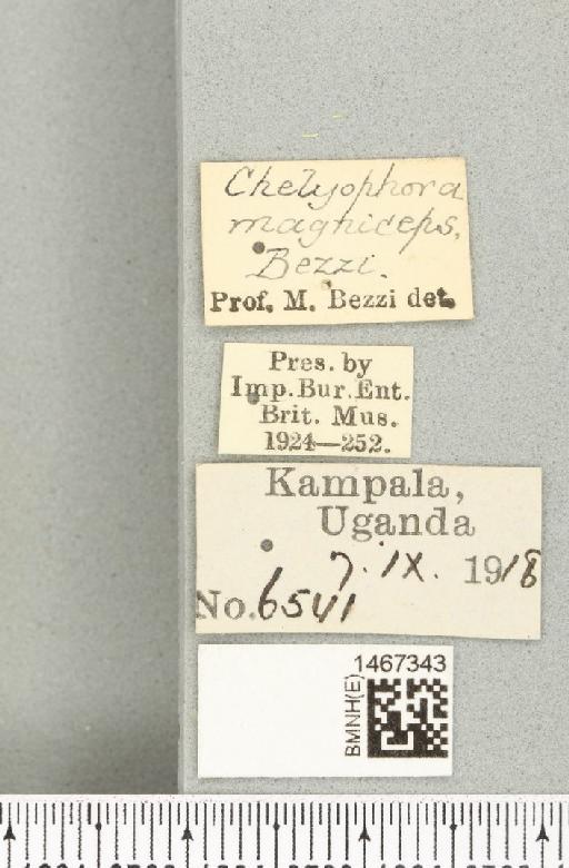 Bistrispinaria magniceps (Bezzi, 1918) - BMNHE_1467343_label_27745