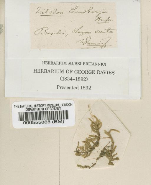 Entodon lindbergii Hampe - BM000555888