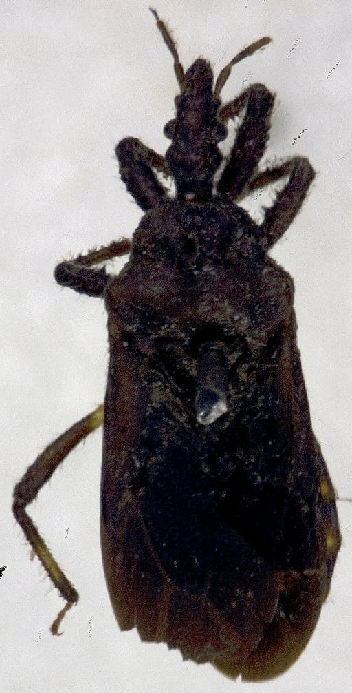 Physoderes luiana Miller, N.C.E., 1940 - Physoderes luiana-BMNH(E)1706299-Non type female dorsal UCR_ENT 00018514