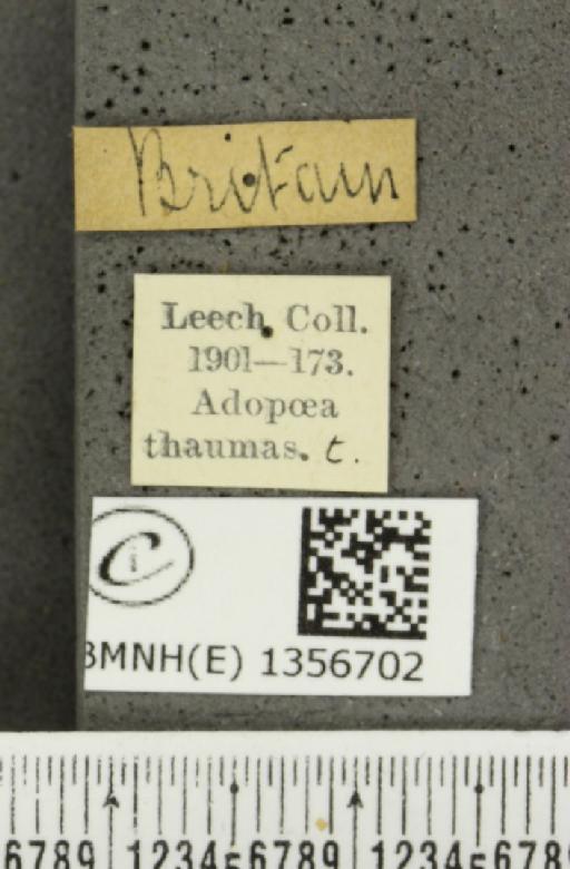 Thymelicus lineola (Ochsenheimer, 1808) - BMNHE_1356702_label_159162