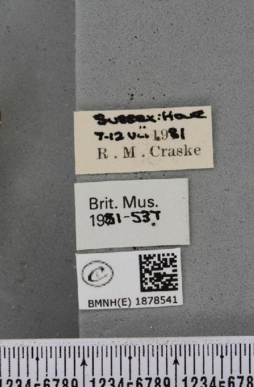 Abraxas grossulariata (Linnaeus, 1758) - BMNHE_1878541_label_437581