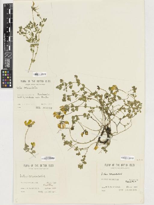 Lotus corniculatus L. - BM001165177