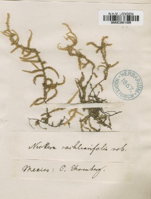 Weymouthia cochlearifolia (Schwägr.) Dixon - BM000961098
