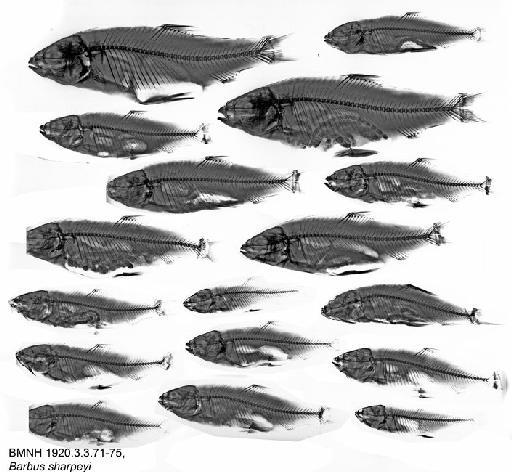 Barbus sharpeyi Günther, 1874 - BMNH 1920.3.3.71-75, Barbus sharpeyi, Radiograph