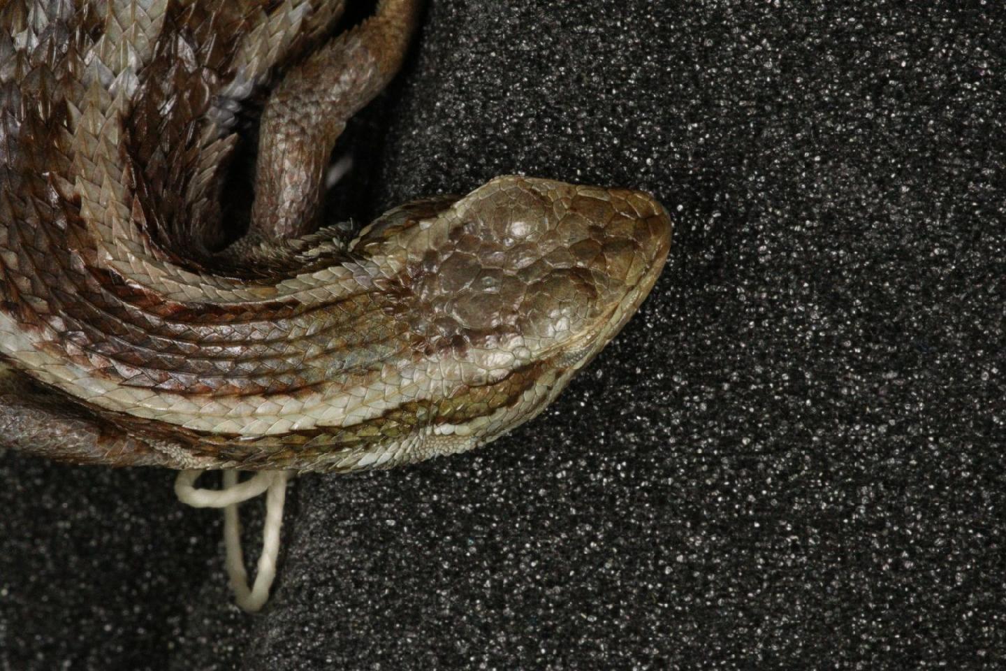 Liolaemus gravenhorstii thumbnail