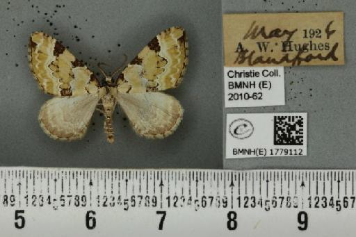 Colostygia pectinataria (Knoch, 1781) - BMNHE_1779112_354557