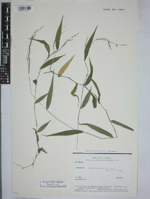 Oplismenus compositus (L.) P.Beauv. - 012547817