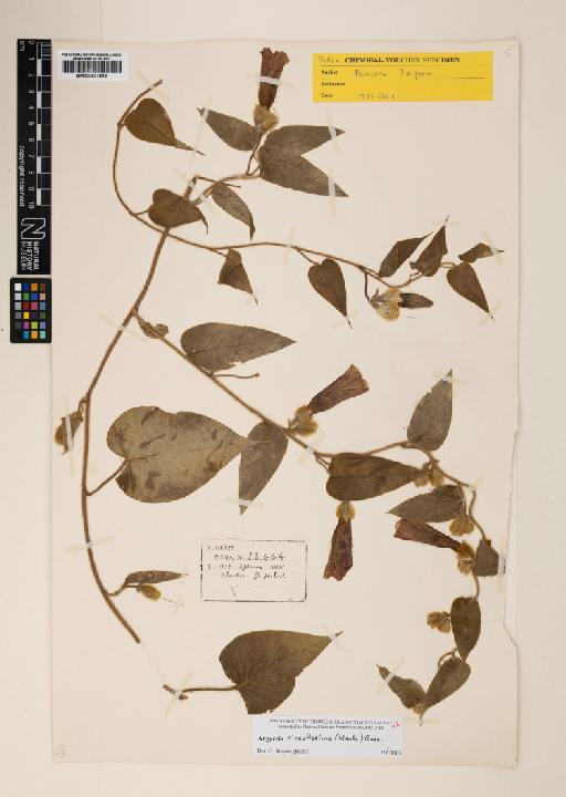 Ipomoea oreogena J.R.I.Wood & Scotland - 000927892