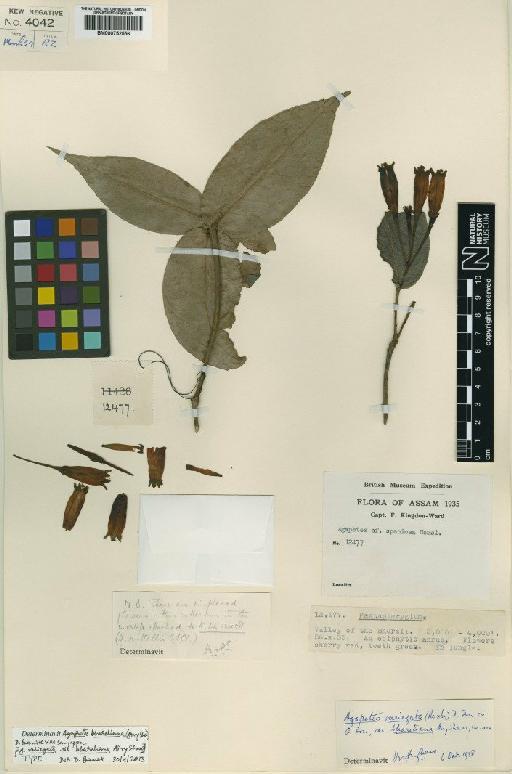 Agapetes bhareliana (Airy Shaw) D.Banik & Sanjappa - BM000752556