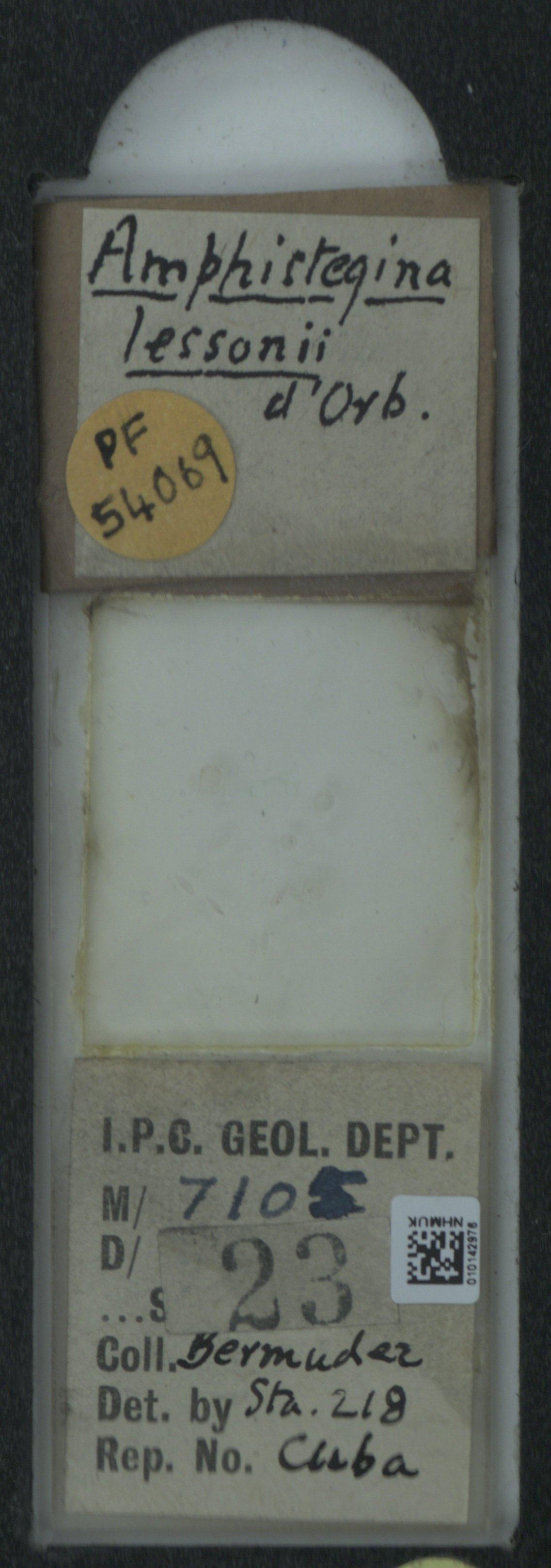 To NHMUK collection (Neoalveolina pygmaea Hanzawa, 1930; NHMUK:ecatalogue:2032074)