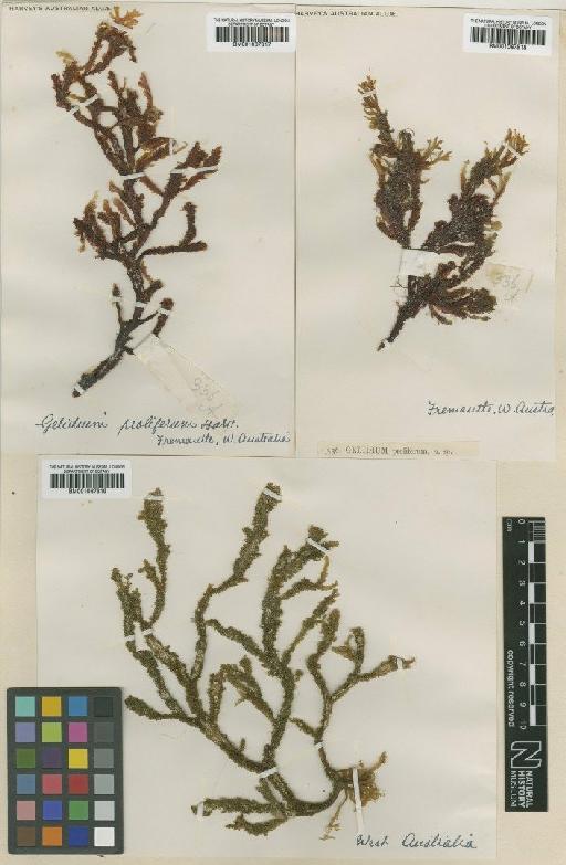 Ptilophora prolifera (Harv.) J.Agardh - BM001067818