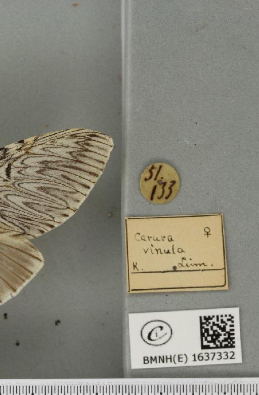 Cerura vinula (Linnaeus, 1758) - BMNHE_1637332_label_207441