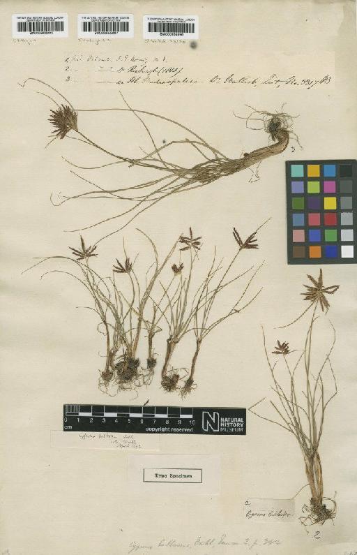 Cyperus bulbosus Vahl - BM000958997