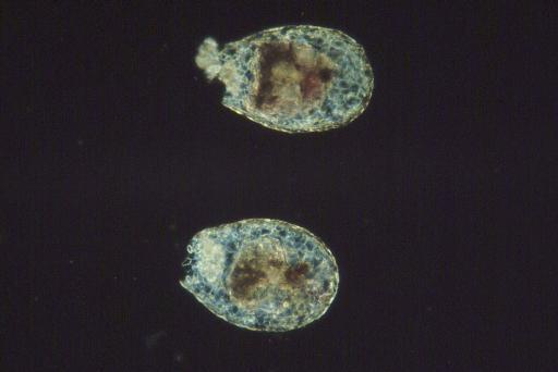 Nebela vitraea higher taxon Amoebae Penard - 1920-12-8-518.jpg