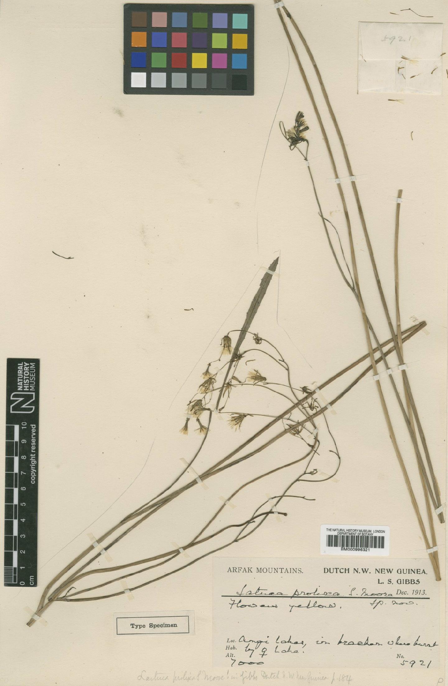 To NHMUK collection (Lactuca prolixa S.Moore; Type; NHMUK:ecatalogue:481807)