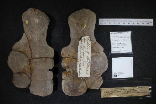 Ichthyosaurus tenuirostris Conybeare, 1822 - 010020460_L010040157