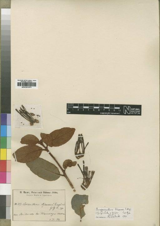 Phragmanthera baumii (Engl. & Gilg) Polhill & Wiens - BM000910970