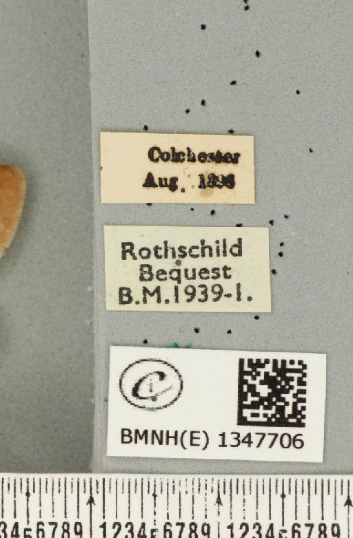 Triodia sylvina (Linnaeus, 1761) - BMNHE_1347706_label_185912