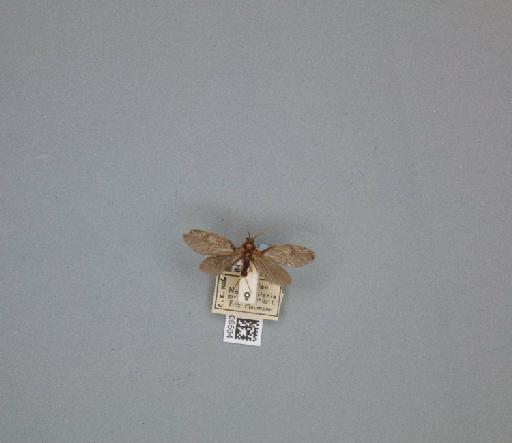 Athripsodes grumicha (Vallot, 1855) - 014409564_261463_1744157