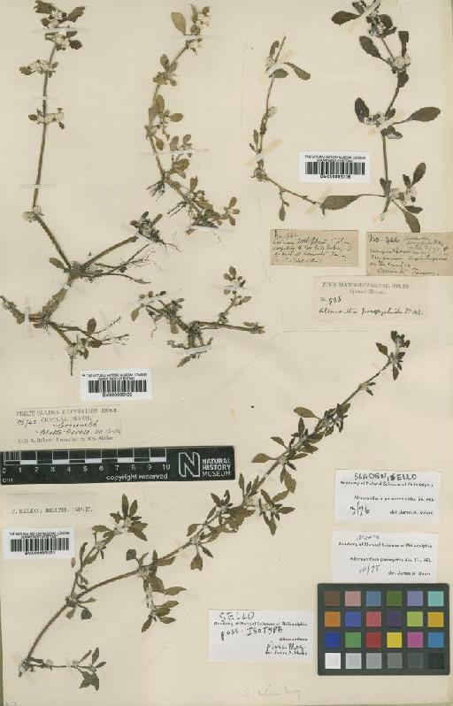 Alternanthera paronychioides A.St.-Hil. - BM000993121