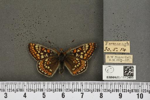 Euphydryas aurinia f. hibernica Birchall, 1873 - BMNHE_1172495_52709