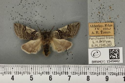 Achlya flavicornis galbanus Tutt, 1891 - BMNHE_1549442_239034