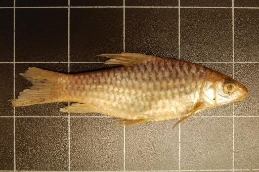 Barbus macrolepis Pfeffer, 1889 - BMNH 1909.2.25.8 Barbus macrolepis b