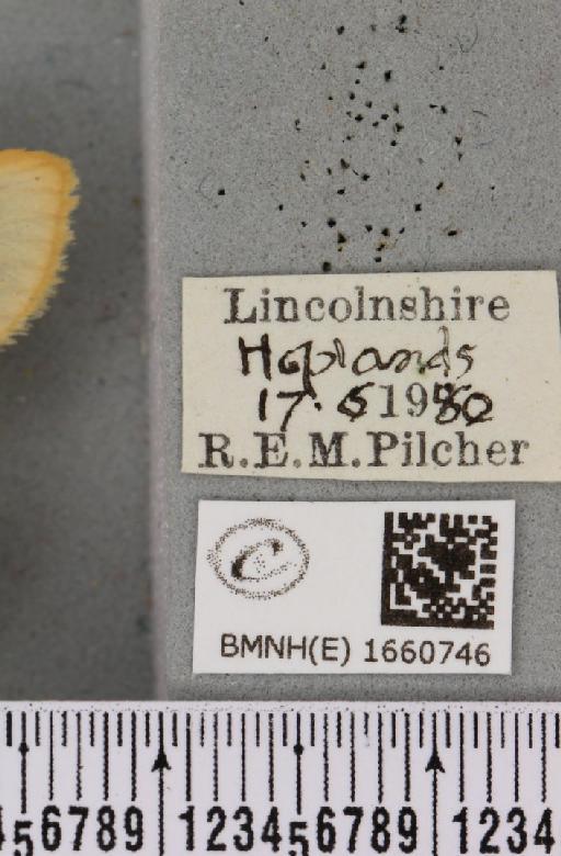 Cybosia mesomella (Linnaeus, 1758) - BMNHE_1660746_label_258256